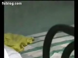 श्यामला आकर्षक सोलो शो मद्रासी सेक्सी फुल एचडी